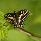 Western Tiger Swallowtail