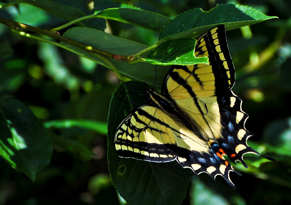 Western Tiger Swallowtail