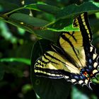 Western Tiger Swallowtail