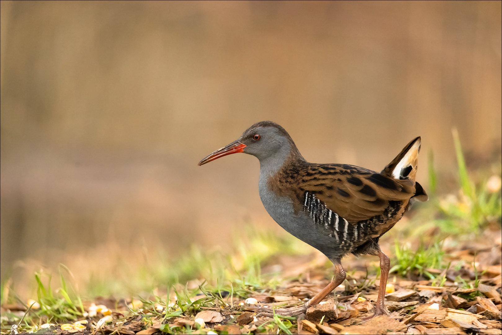 Western Water Rail / Wasserralle