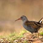 Western Water Rail / Wasserralle