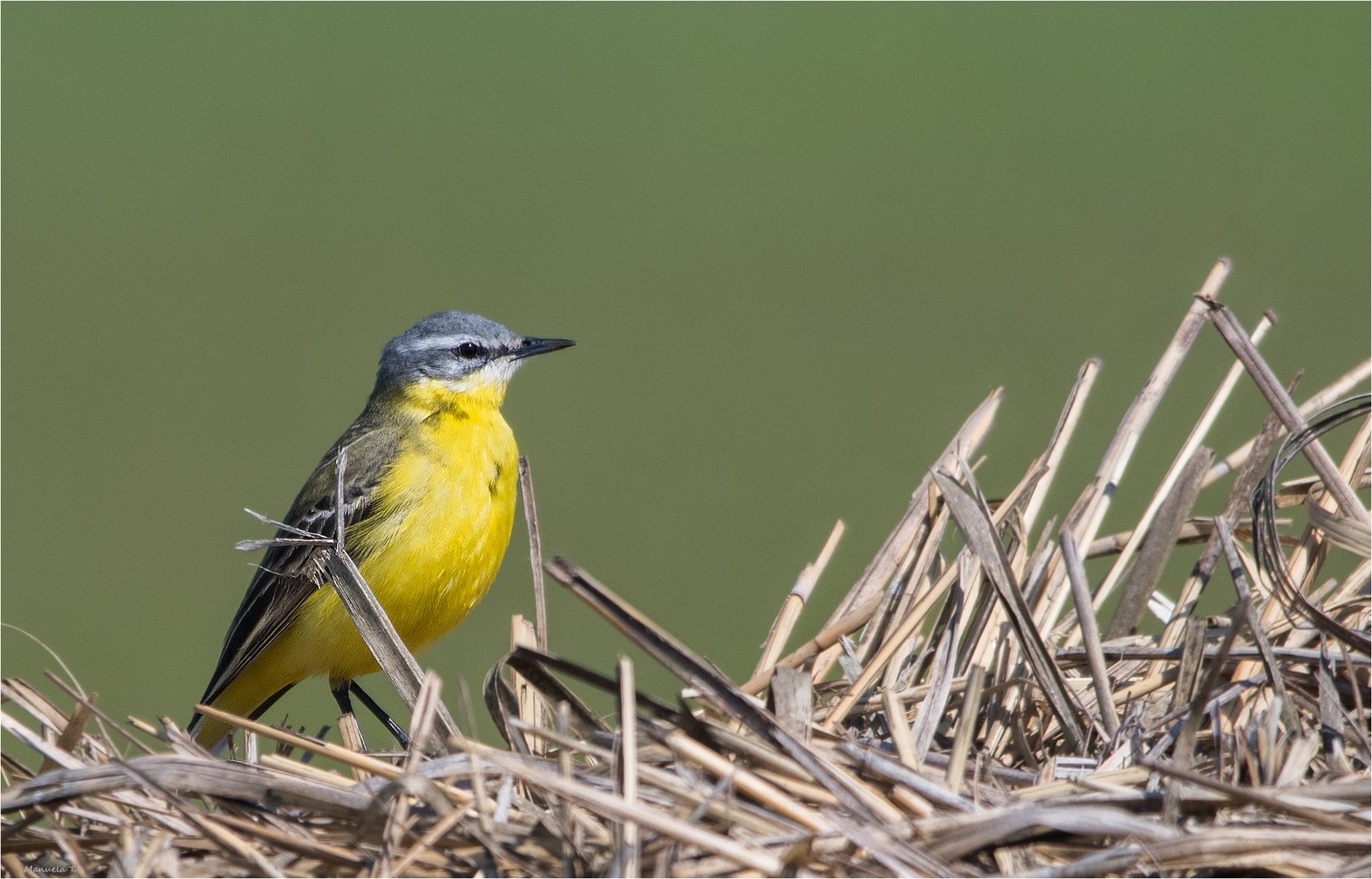 Western yellow wagtail