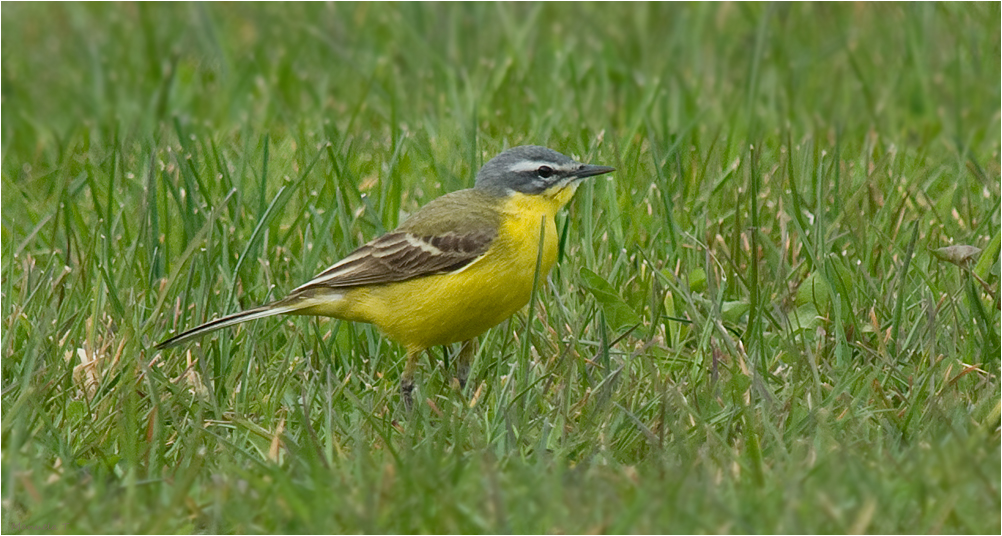 Western yellow wagtail