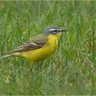 Western yellow wagtail