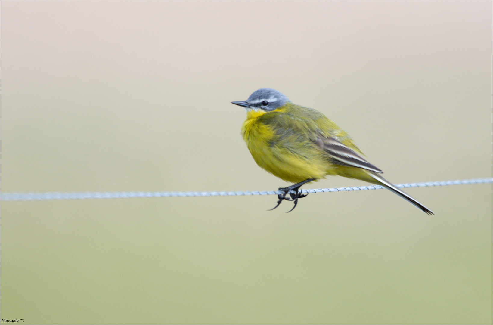 Western yellow wagtail