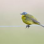 Western yellow wagtail