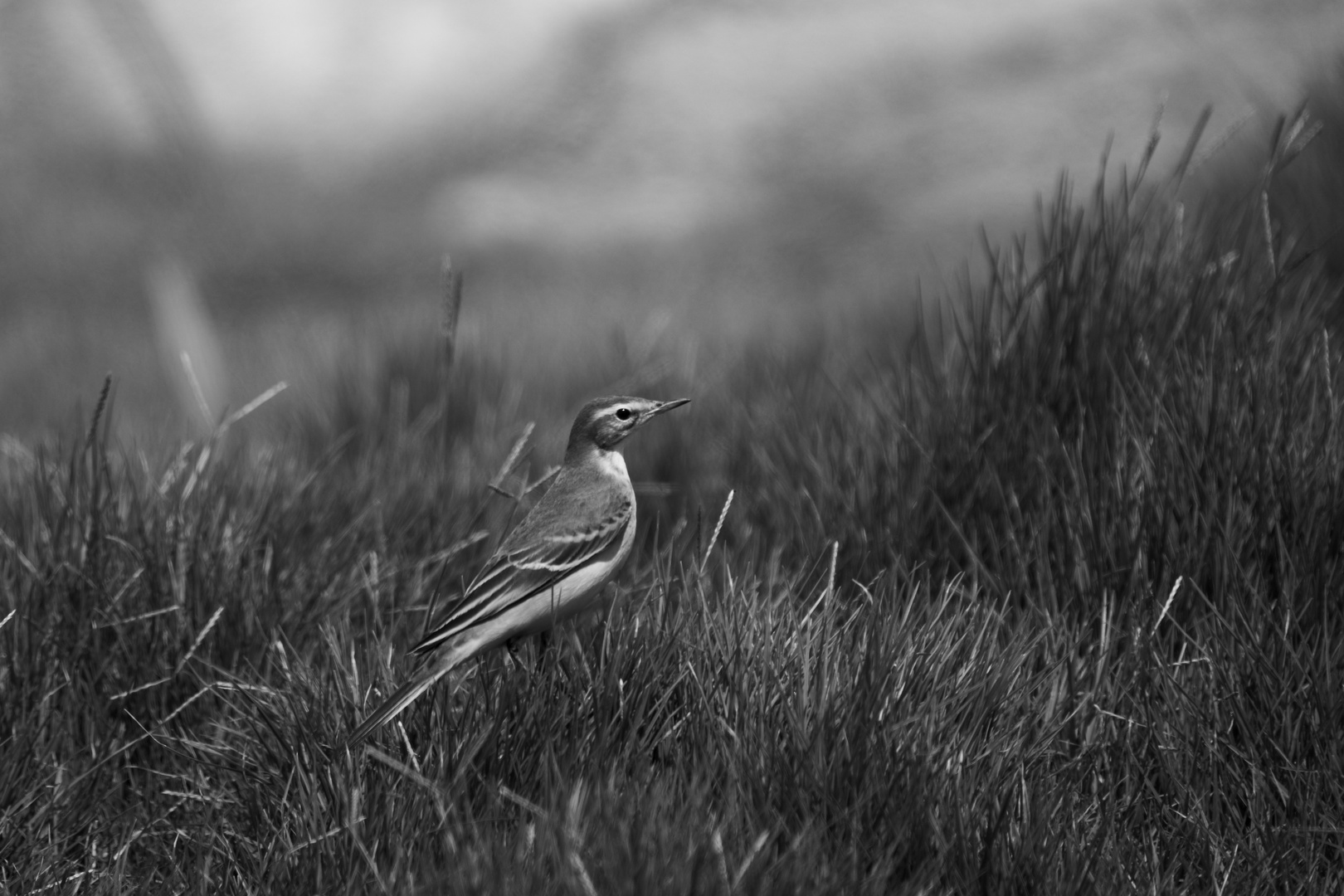 Western Yellow Wagtail