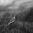 Western Yellow Wagtail