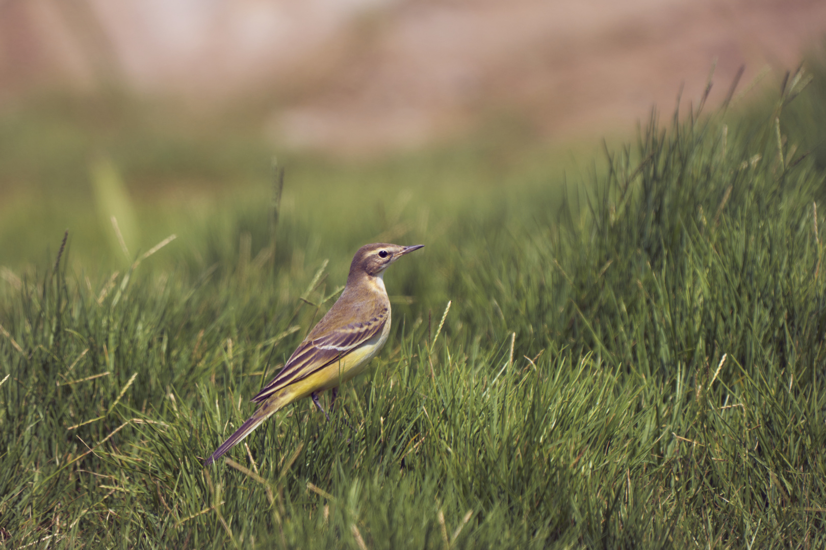 Western Yellow Wagtail