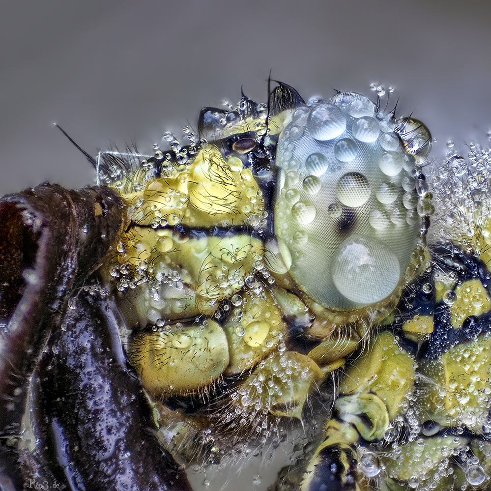 WesternClubtail (Gomphus pulchellus)