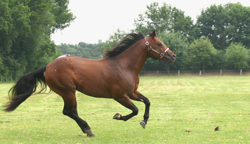 Westernreiten, Appaloosa ECHOES OF WHIZDOM