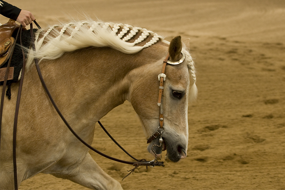 Westernreiten II