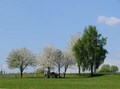 Westerwälder Frühling