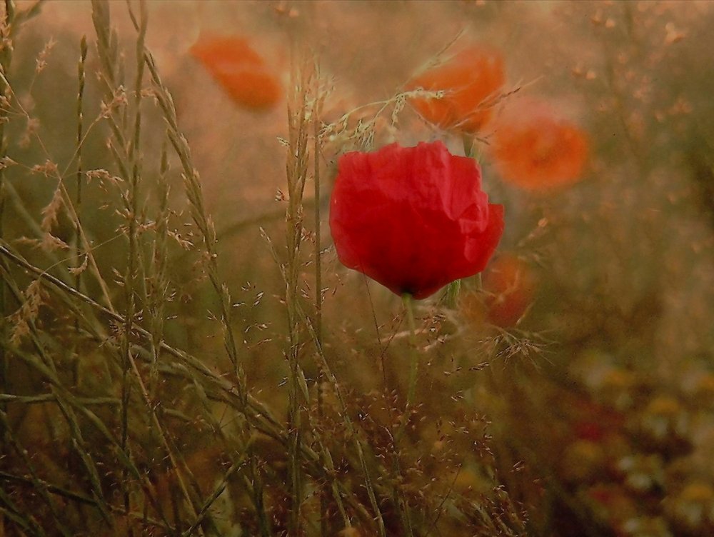 - Westerwälder Mohn -