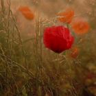 - Westerwälder Mohn -