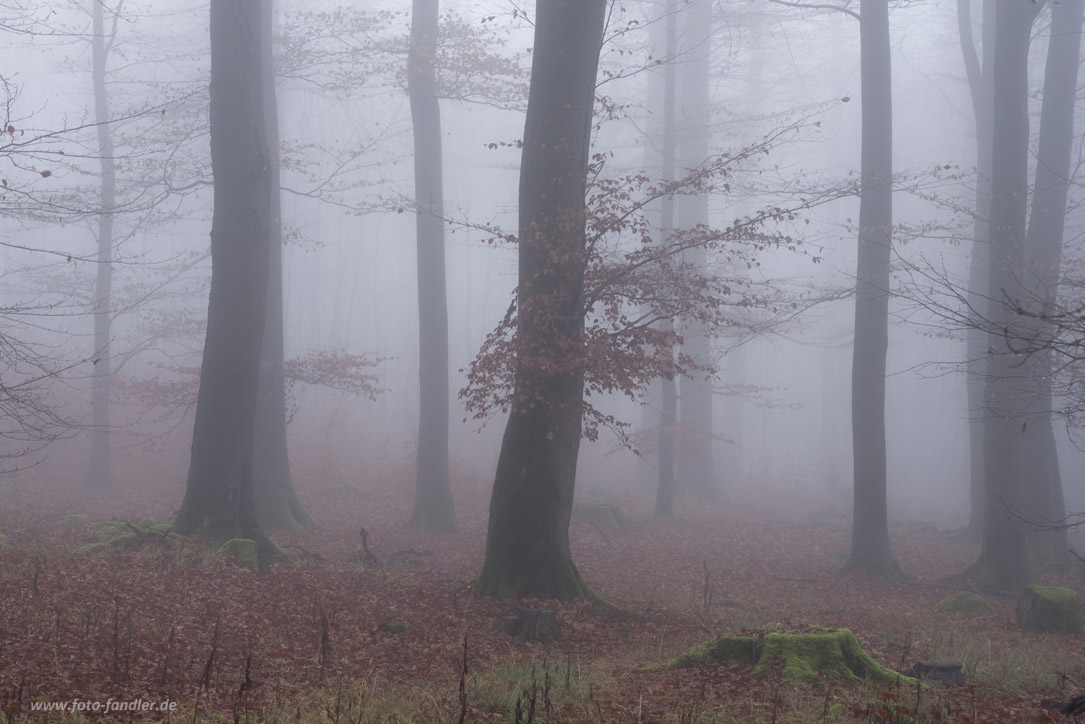 Westerwälder Nebelwald