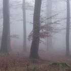 Westerwälder Nebelwald