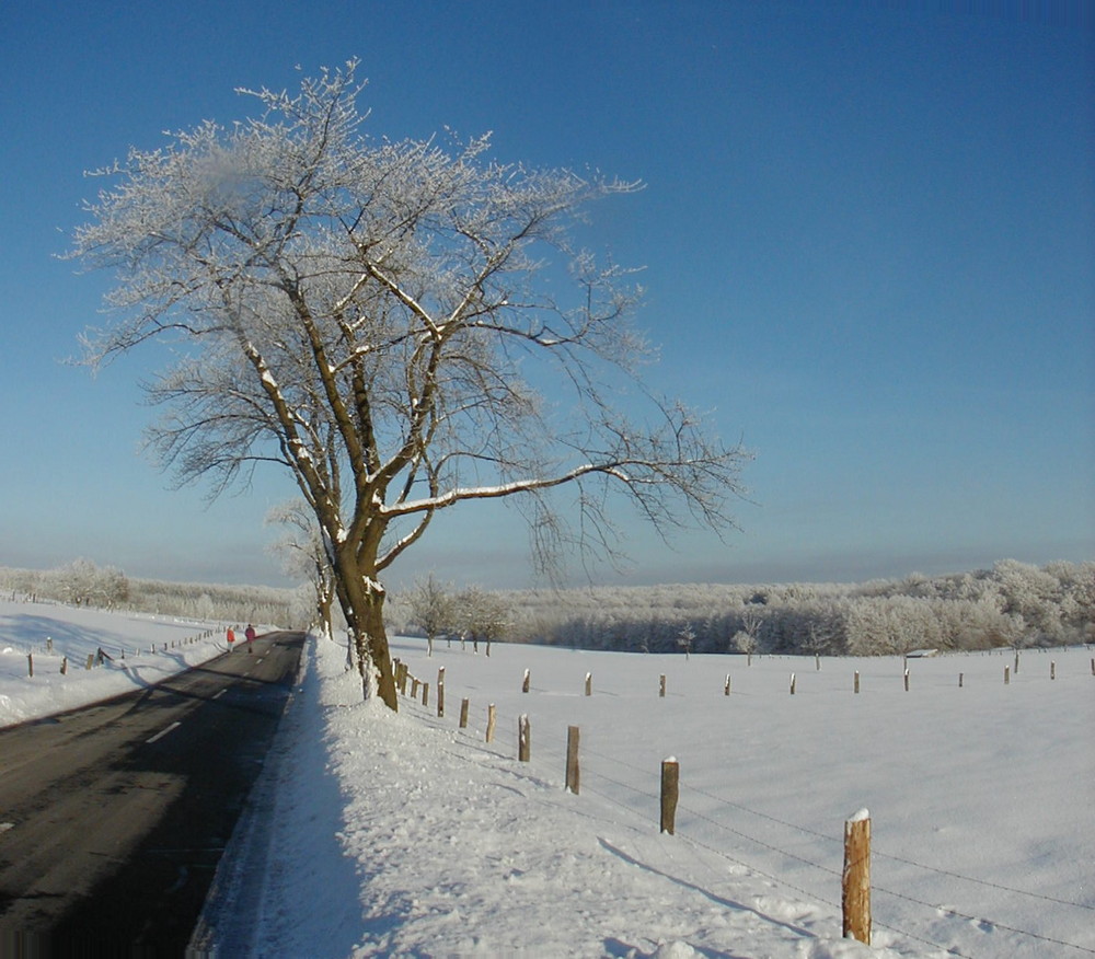 Westerwald im Winter