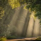 Westerwald oder Tropenwald...