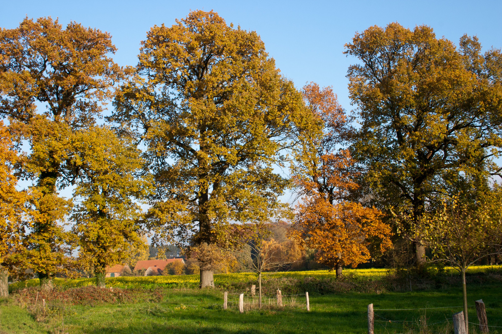 Westfälische Eichen