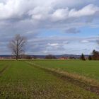 Westfälische Landschaft im Februar