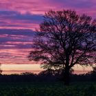 Westfälische Morgenstimmung