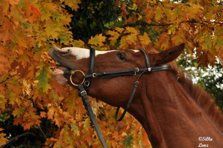 Westfälische Stute lässt sich den Herbst schmecken