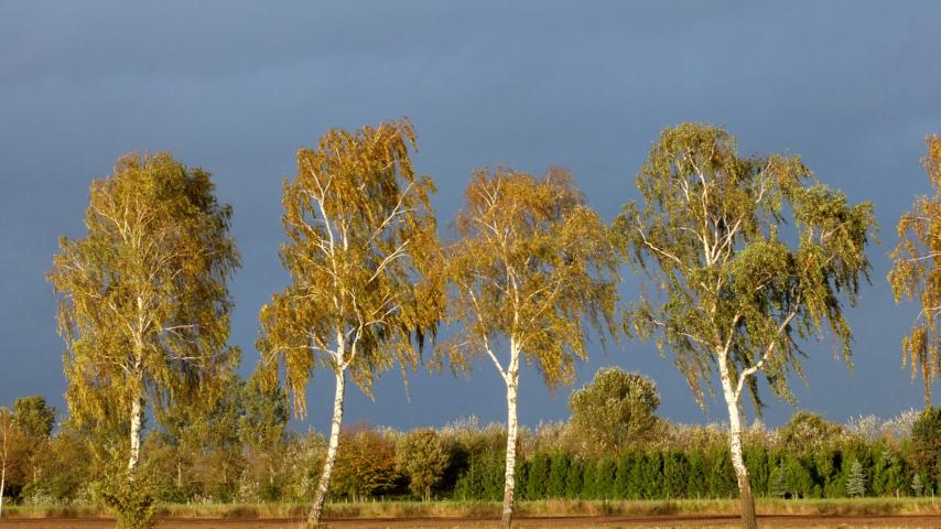 Westfälischer Landregen