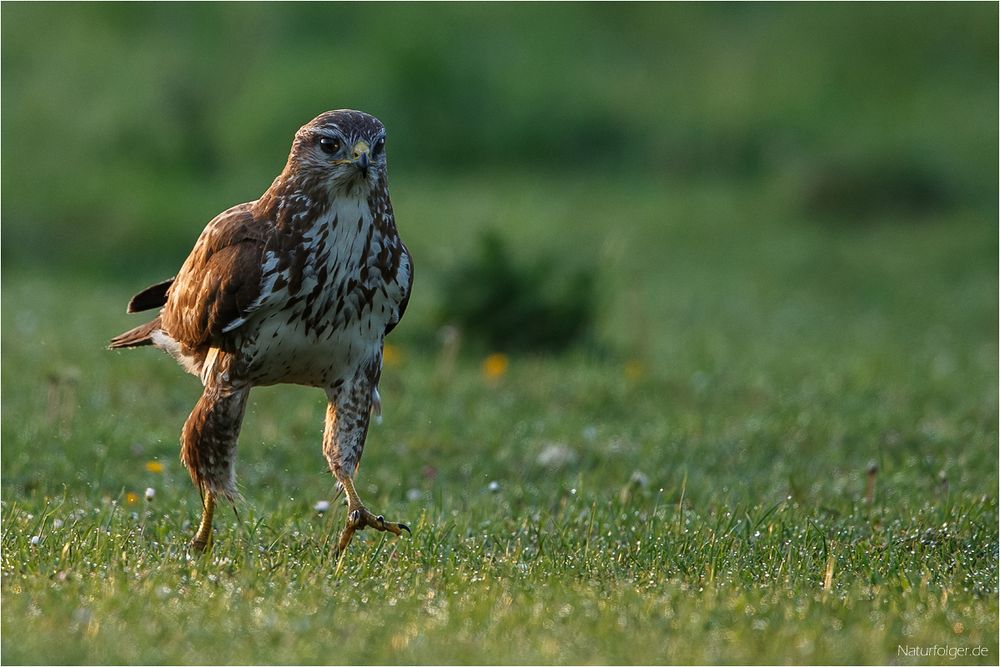 Westfälischer Roadrunner