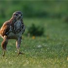 Westfälischer Roadrunner