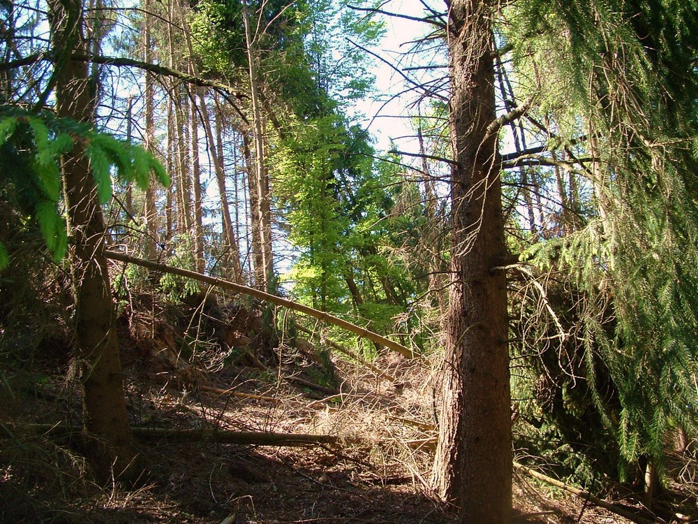 Westfälischer Urwald