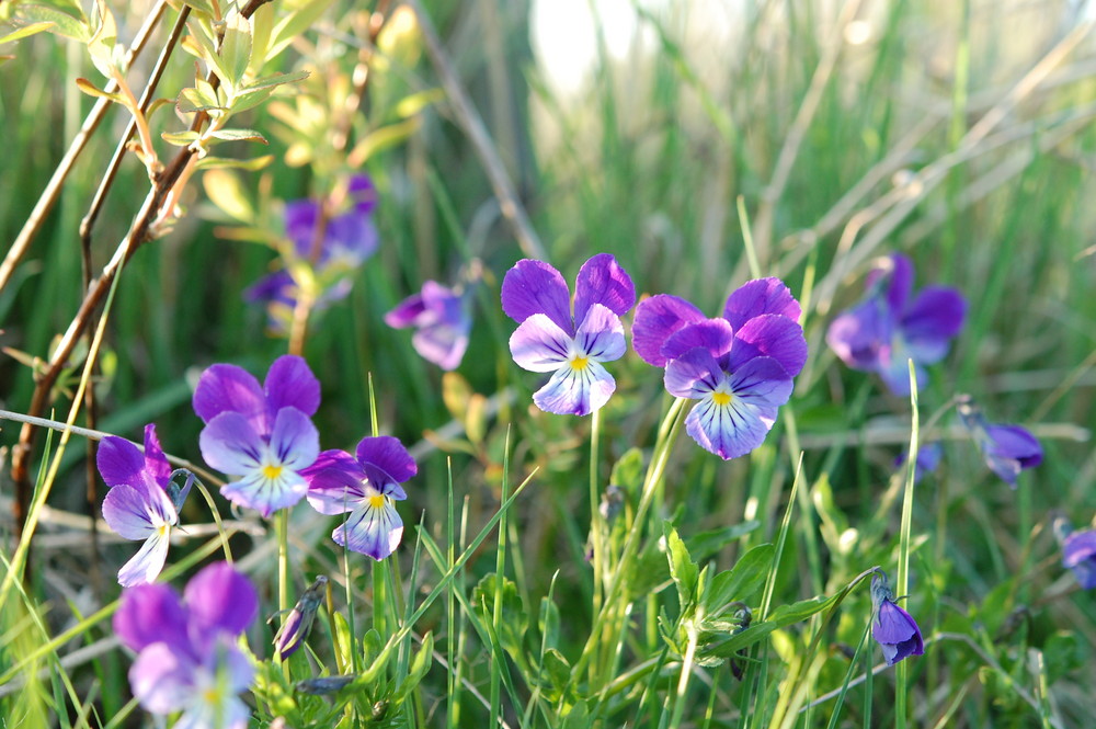 Westfälisches Gallmei-Veilchen+Acker-Stiefmütterchen (Viola preywischiana)