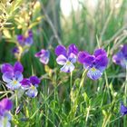 Westfälisches Gallmei-Veilchen+Acker-Stiefmütterchen (Viola preywischiana)