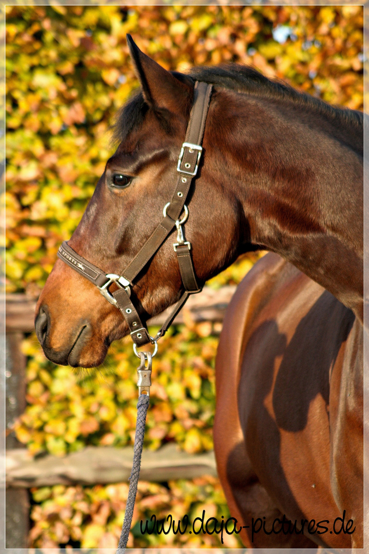 Westfalen Portrait