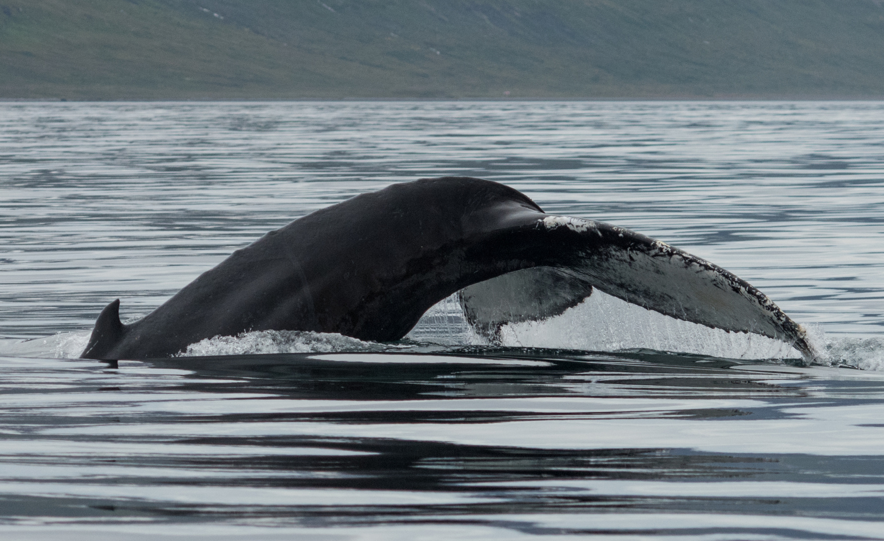 Westfjorde