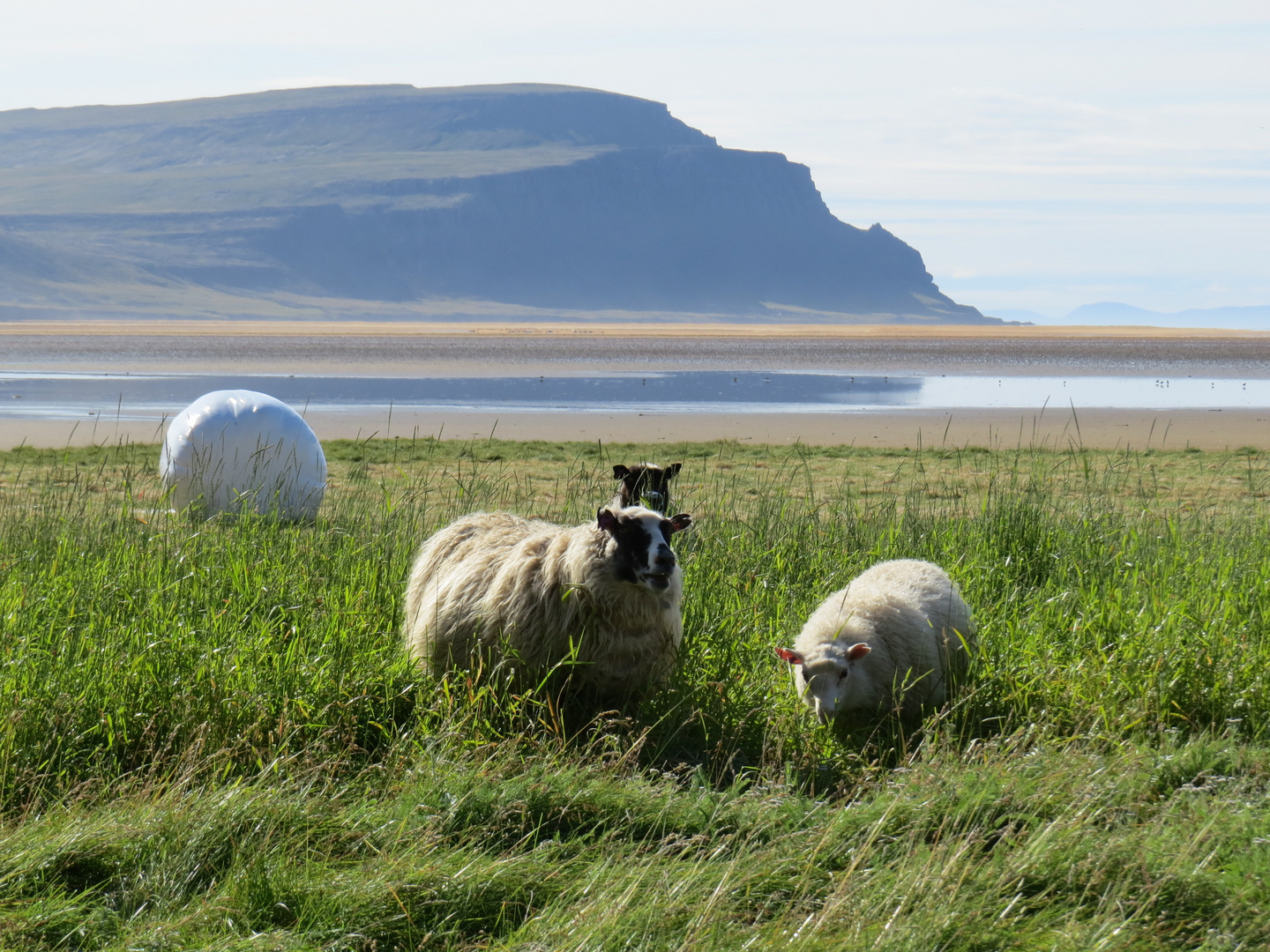 Westfjorde