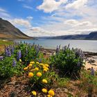 Westfjorde Island