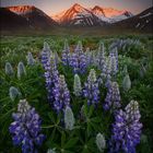 [ ... westfjords ]