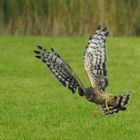 Westfriesin auf der Jagd