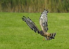 Westfriesin auf der Jagd