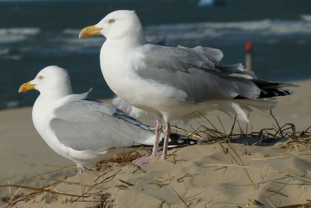 Westfriesische Insel -Texel 2012