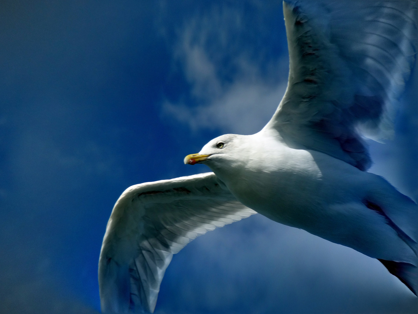 westfriesische Möwe