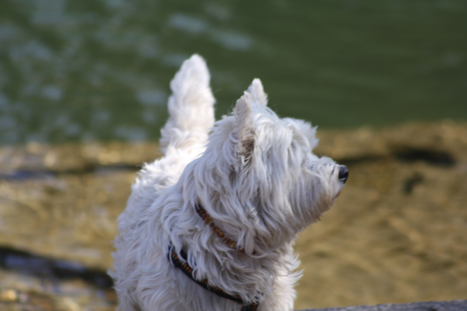 Westhighland-Terrier