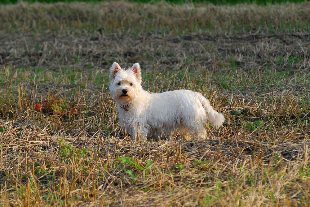 Westhighland Terrier Hündin auf dem Stoppelacker