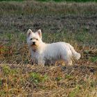 Westhighland Terrier Hündin auf dem Stoppelacker