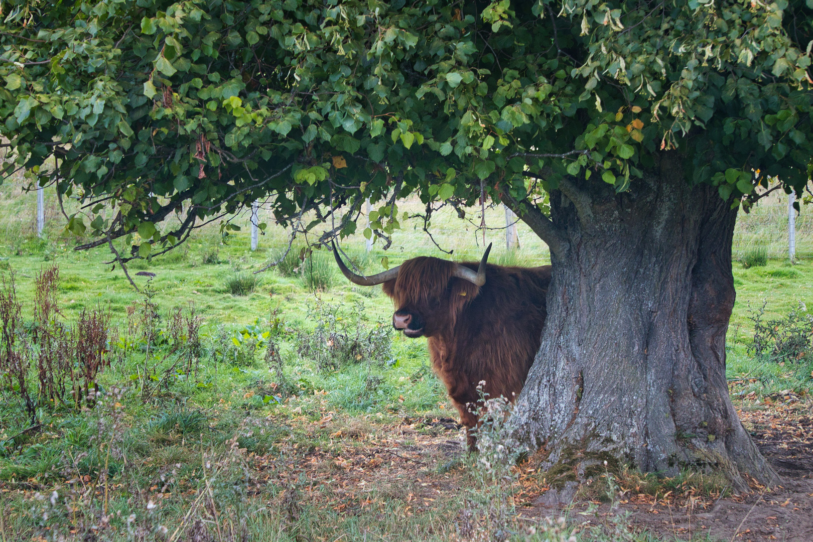 Westhighlandlonghorn unter Baum_MG_9432