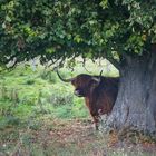 Westhighlandlonghorn unter Baum_MG_9432