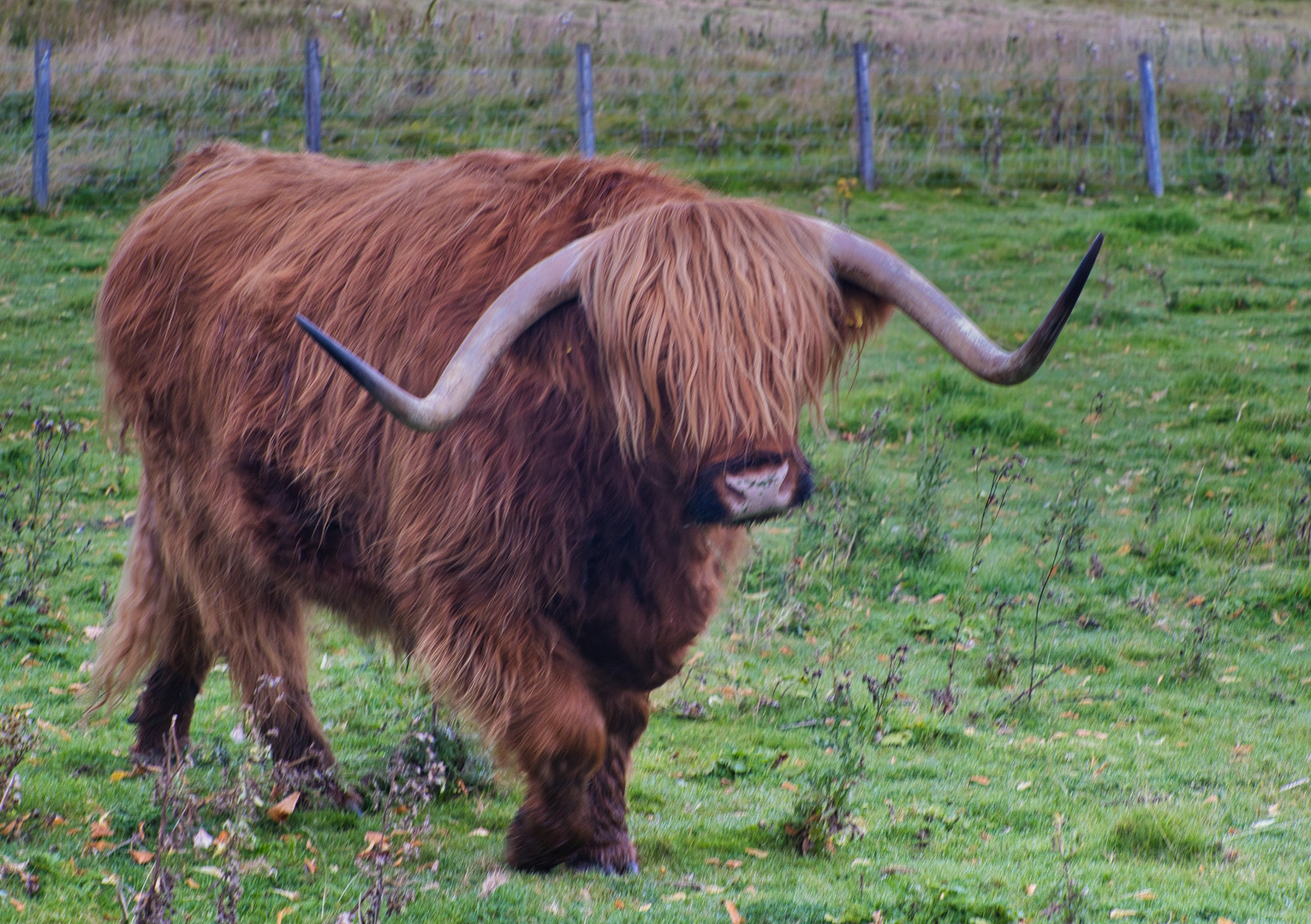 Westhighlandlonghorn_MG_9445