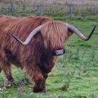 Westhighlandlonghorn_MG_9445