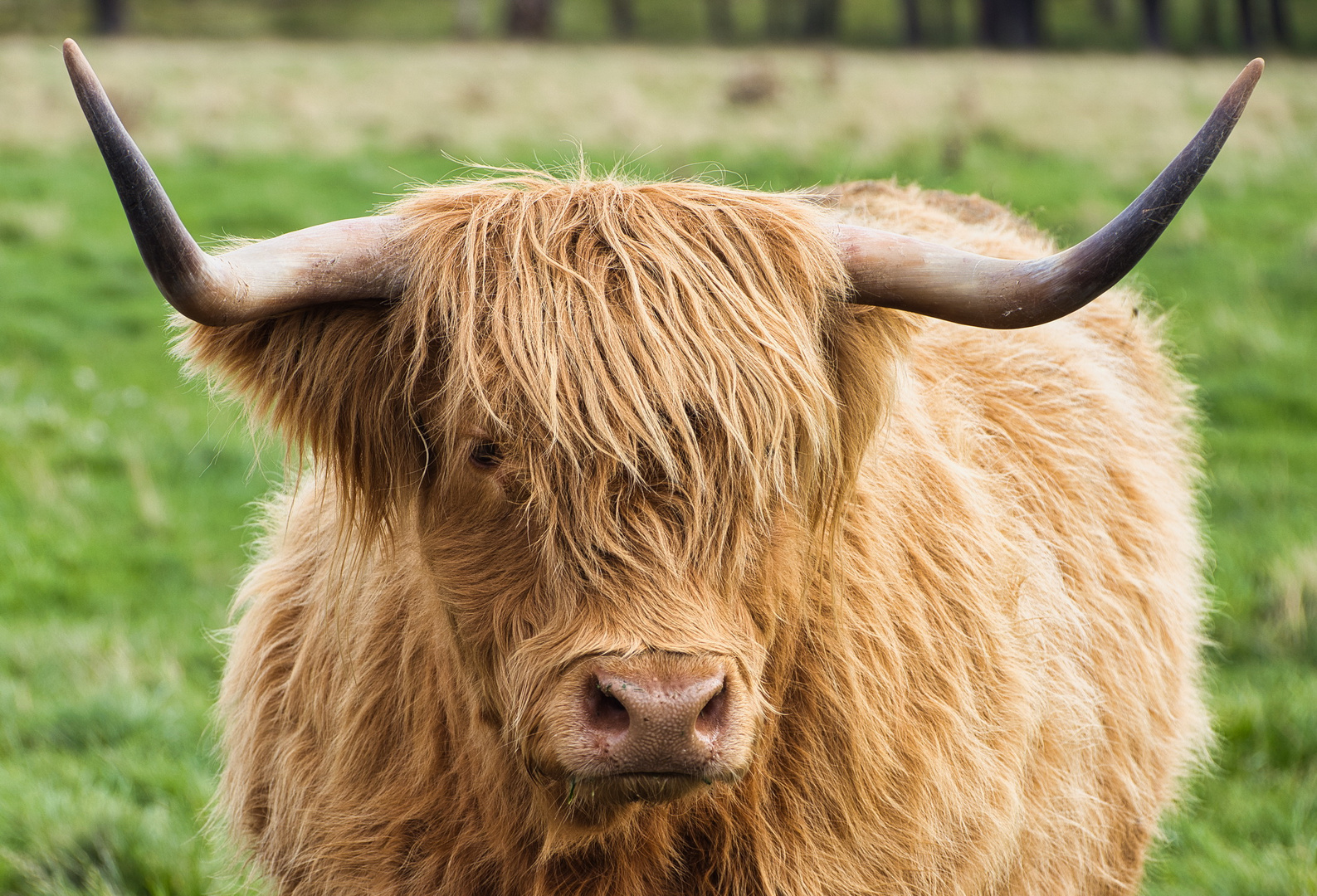 Westhighlandlonghorn_Portrait_MG_9472